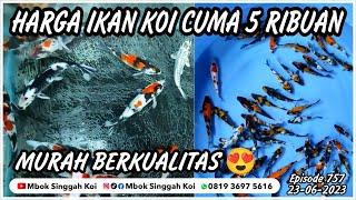 PAKET PALING MURAH, HARGA IKAN KOI CUMA 5 RIBUAN PER EKOR @MbokSinggah