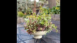 Feb Zone 9 Garden Tour// Perennial pots in winter