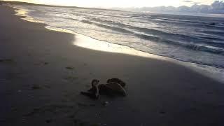 Cvetas Karpfen und Otter abends am Strand von Swinemünde