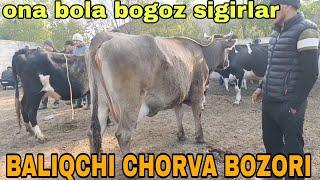 BALIQCHI CHORVA MOL BOZORI ONA BOLA BOGOZ SIGIRLAR NARXLARI ноября 2024 г.