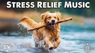 Separation anxiety in dogs - Ease Your Dog's Anxiety With our Ultimate Music Collection, Dog Relax