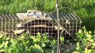 How to Live-Trap Skunks