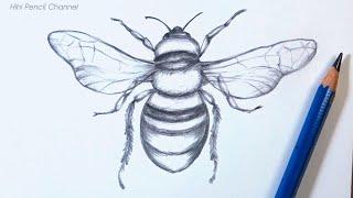 How to Draw a Bee Step by Step | Pencil drawing