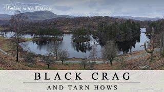 Lake District Walks: Black Crag and Tarn Hows from Knipe Fold