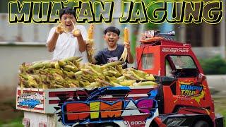 MUATAN JAGUNG!! PANEN JAGUNG, DITDIM BANTU MUATAN JAGUNG FULL BAK..