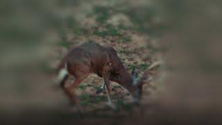 Single Bevel Broadhead Test - IRON WILL - Slow Motion Broadhead Field Test