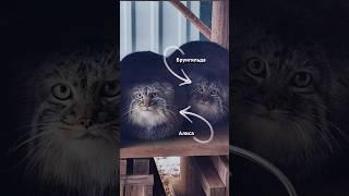 Как отличить котика? - вот вам первый мануал по манулу  #shorts #manul #cat