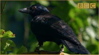 Are crows the ultimate problem solvers? - Inside the Animal Mind: Episode 2 - BBC