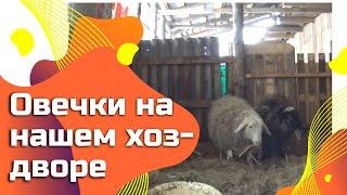 Уход и содержание. Овечки на нашем хоз дворе