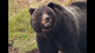 Arthur Louie's Fatal Grizzly Bear Attack