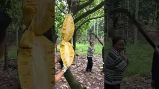 Enjoy tasty jackfruit and others delicious fruits #shorts #nature #fruit