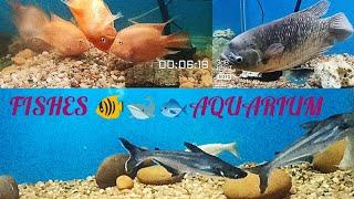 FISHES  AQUARIUM #trendingvideo #viralvideo #specialvideo #tvl #tirunelveli #g-loves-g  GG