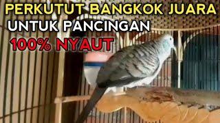 PERKUTUT BANGKOK JUARA UNTUK PANCINGAN 100% NYAUT