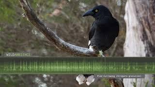 Pied Currawong Calls & Sounds