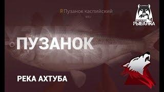 RF4! РР4! Русская Рыбалка 4! Река Ахтуба - Пузанок!