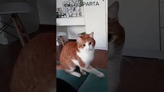 this is SPARTA! #кот  #коты  #котики  #смешно #котик #животные