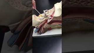 Quick Review of the Ear with Dr. Masi