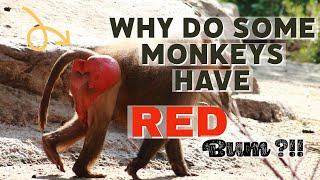 Why do some Monkeys have RED Bum ?!