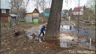 Валка больших деревьев, подборка. Часть 2. Big tree felling compilation (Russia). Part 2.