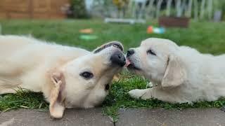 Golden retriever puppies growing up to fast (C&C litter)