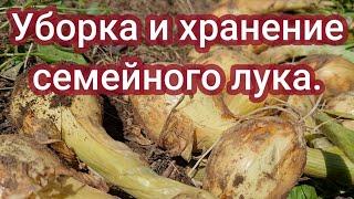 Уборка и хранение семейного лука