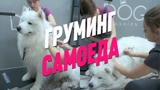 ВЫСТАВОЧНЫЙ ГРУМИНГ САМОЕДА / Эпизод МАСТЕР-КЛАССА / GROOM SCHOOL