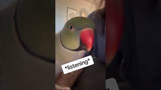 In case you need a friend today.. #friendship #talkingbird #talkingparrot #funnyanimals #friends