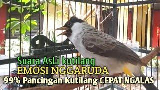 Suara Burung Kutilang Gacor ASLI Tanpa isian, Ampuh untuk Pikat Kutilang bikin kutilang Ribut gacor