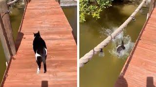 Rescue Cat Falls Off Jetty And Into Water