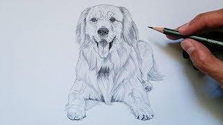 APRENDE cómo DIBUJAR un PERRO realista PASO A PASO | MUY FÁCIL 