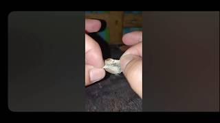 Opening spider egg sack