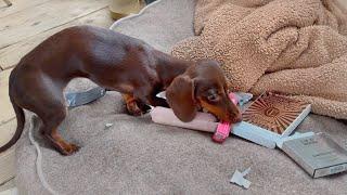 1st Christmas Day. Unwrapping presents with 3 Mini Dachshunds.