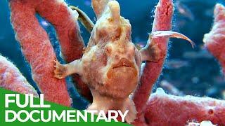 Underwater Creatures - In the Realm of the 'Walking' Fish | Free Documentary Nature