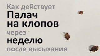 Как Палач травит клопов через неделю после высыхания