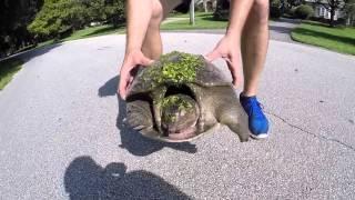 FLORIDA SOFTSHELL TURTLE RESCUE