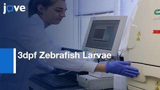 3dpf Zebrafish Larvae DNA Extraction and Genotyping | Protocol Preview