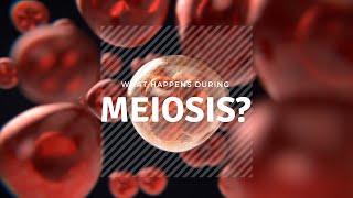 Meiosis (ppt)