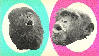 The Difference Between Monkeys and Apes | Encyclopaedia Britannica