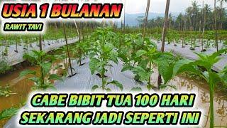 LUAR BIASA !!! CABE RAWIT BIBIT TUA UMUR 100 HARI SEKARANG JADI SUBUR -  CABE RAWIT USIA 1 BULANAN