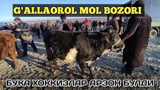 Buqa xo'kkiz narxlari Jizzax Gallaorol juma bozori / Жиззах Галлаорол жума бозори хоккиз нархлари