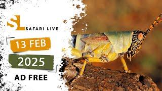 Creepy crawlies and fluttering birds - SafariLIVE Sunset  - 13 February 2025  - AD FREE