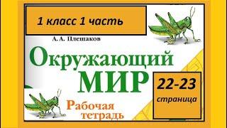 Окружающий мир 1 класс Кто такие насекомые? страница 22-23.