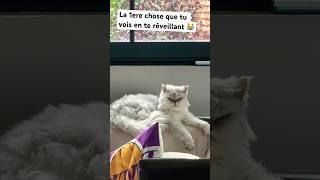 La 1ère chose que tu vois en te réveillant  #fyp #cat #cats #catlover #catvideos #shorts