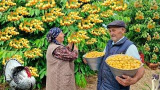 Harvesting Fresh Yellow Cherries in the Garden and Making the Famous Jam in the Village.