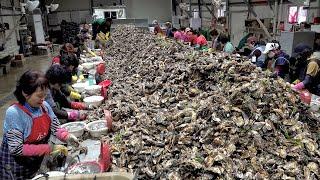 Amazing Oyster Mass Production Process. Huge Scale Korea Oyster Farming