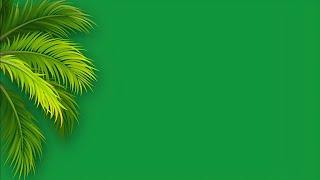 Tree leaves green screen video | palm leaves green screen | palm tree chroma key