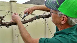 How to Prune Grapes: Expert Advice w/ Paul Zmoda