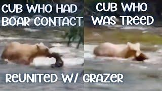 Grazer Reunites w Both Cubs (Separately) ▪︎ After Scary Boar Contact/Fight ▪︎ 7/27/24