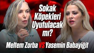 MELTEM ZORBA vs YASEMİN BABAYİĞİT "Sokak Köpekleri Uyutulacak mı?"