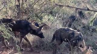 Wilddogs Madikwe  George van Gils